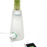 Will Alusitz_Plant Alive