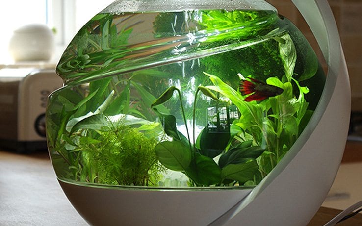 avo-fish-tank-03