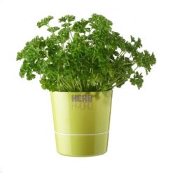 Hydro Herb Pot in Lime