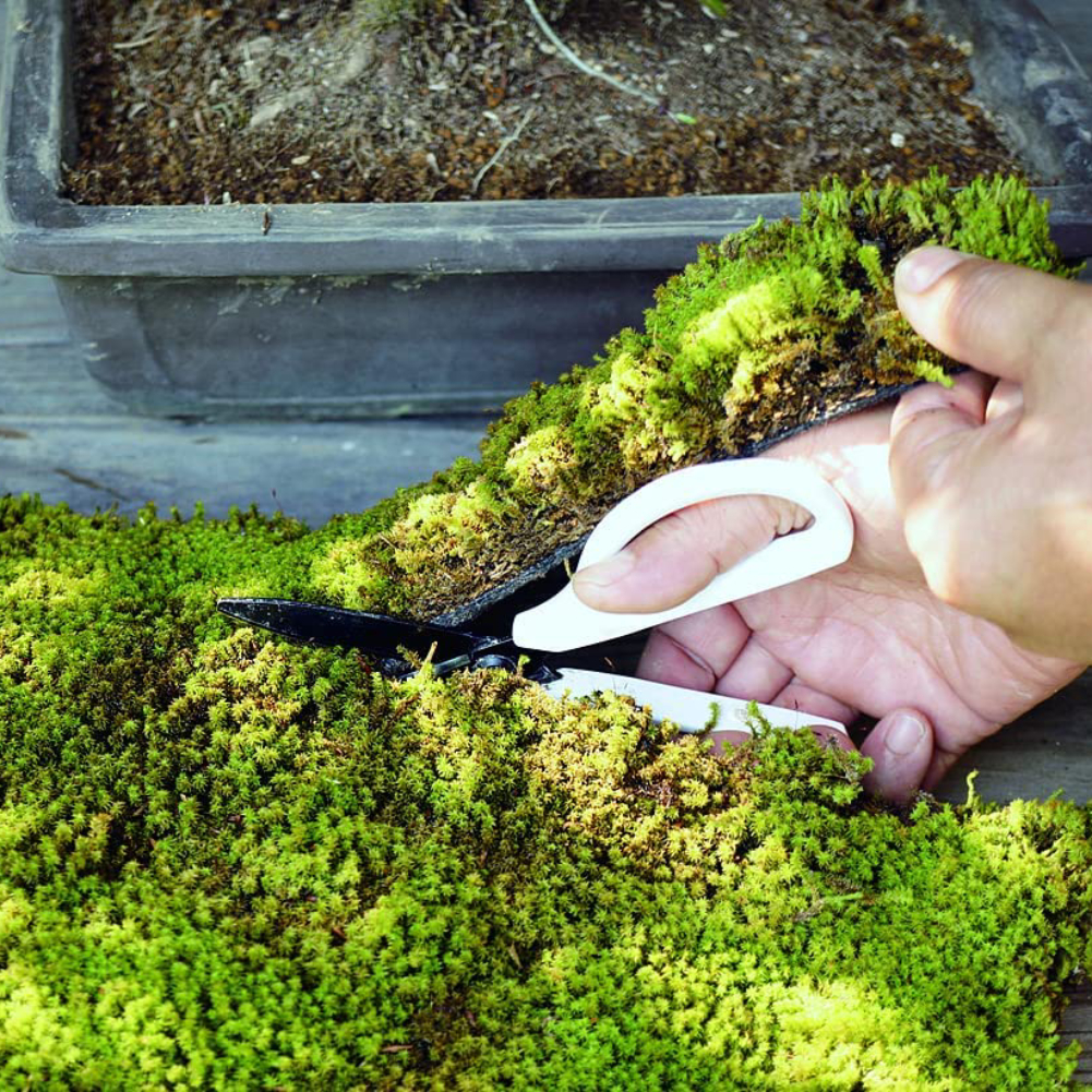 Soil-Free Moss Sheet - IPPINKA