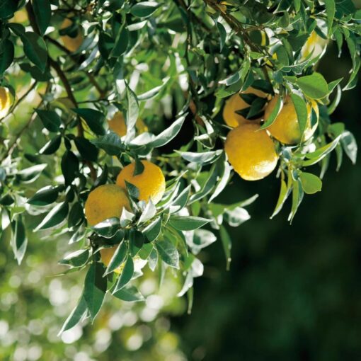 Organic Yuzu Ponzu - Image 2