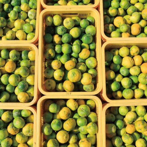 Organic Yuzu Ponzu - Image 3