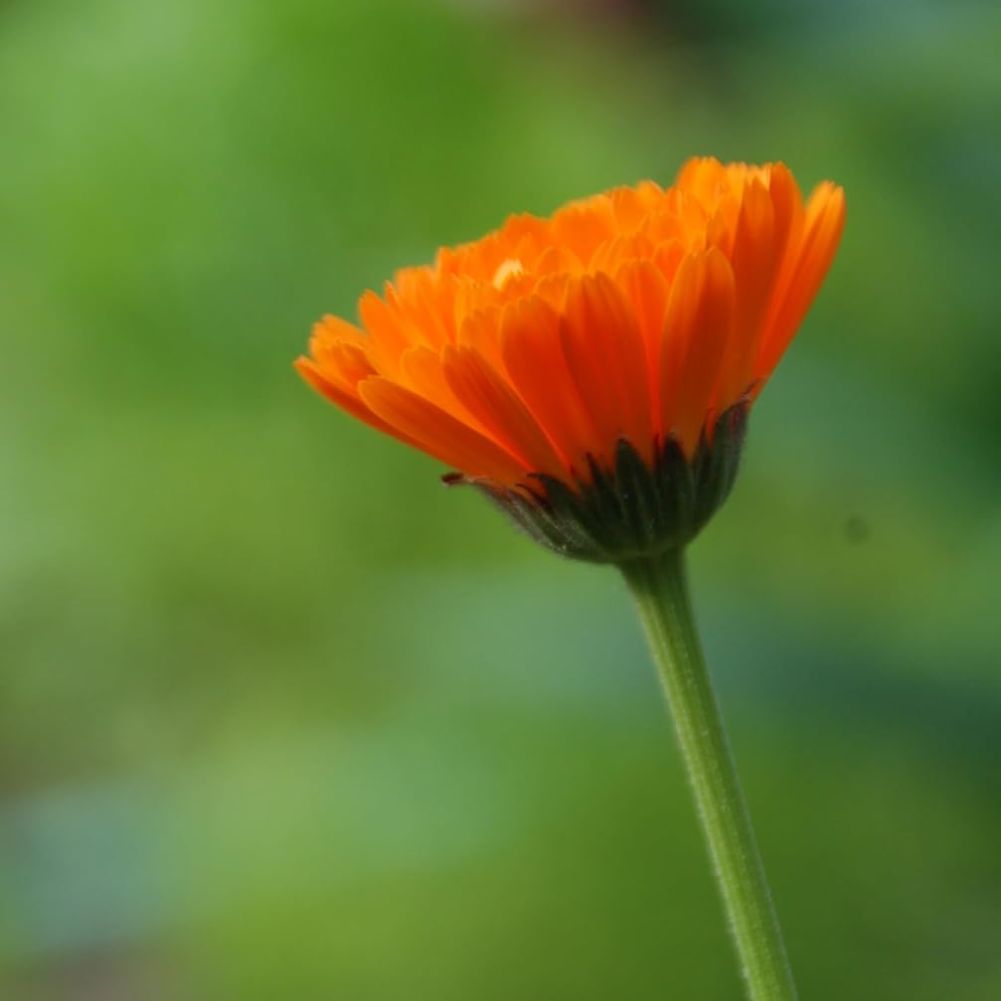 Calendula Clay Soap - Image 6