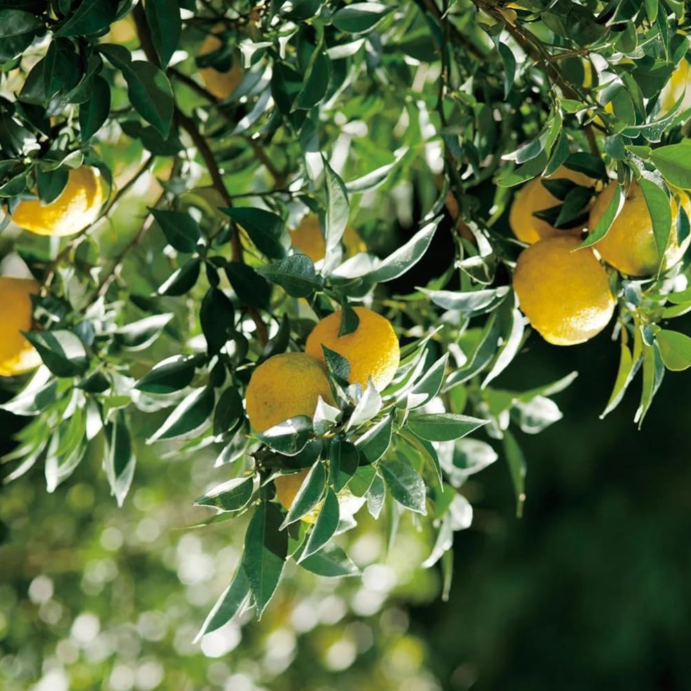 Yuzu Essence - Image 2