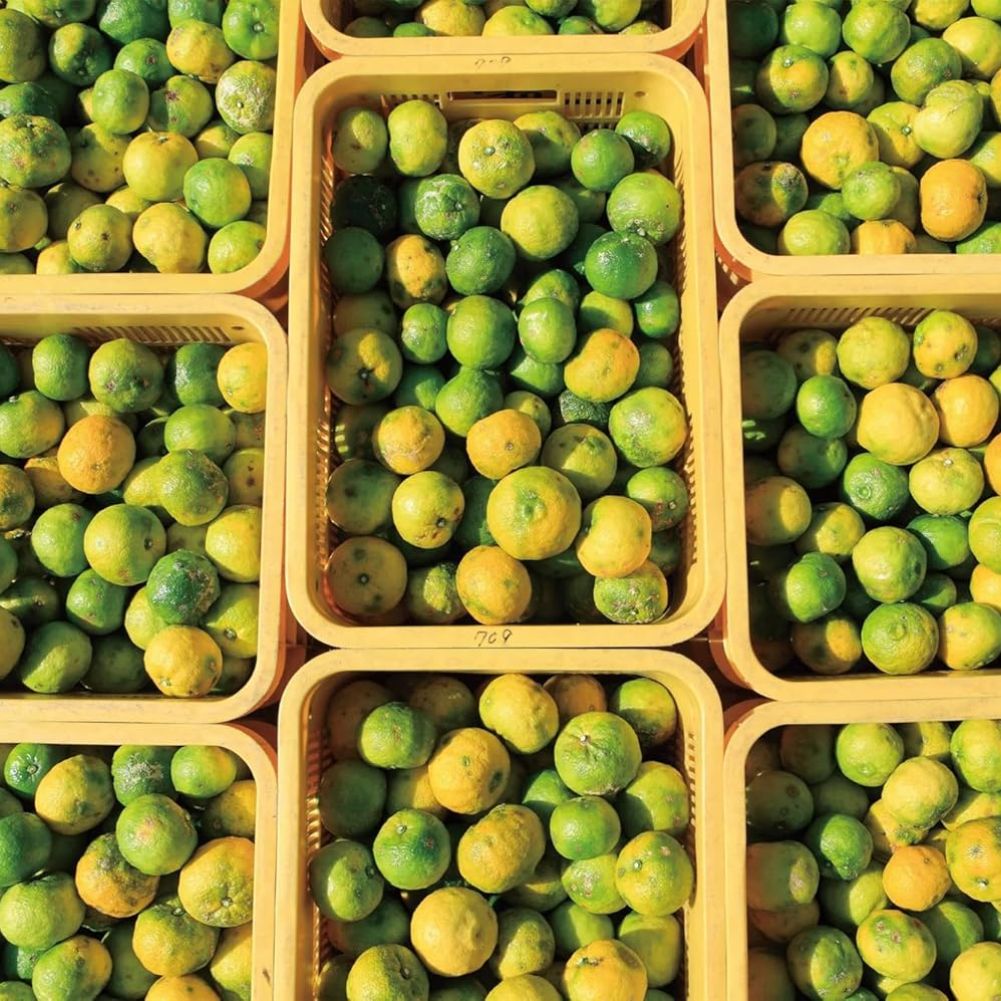 Yuzu Essence - Image 3