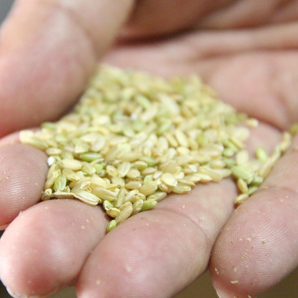 Rice Koji Amazake - Image 4